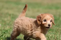 Twirls , a male Miniature Goldendoodle for sale in Grand Rapids, MI – 5 of 6