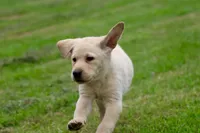Bananas AKC, a male Labrador Retriever for sale in Grand Rapids, MI – 5 of 7