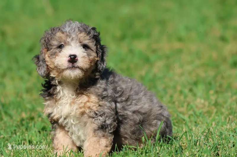 Cotton Candy – Miniature Bernedoodle puppy for sale in Grand Rapids, MI