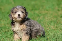Cotton Candy, a female Miniature Bernedoodle for sale in Grand Rapids, MI – 1 of 5
