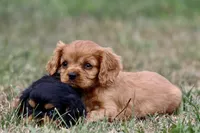 Pemberley AKC, a male Cavalier King Charles Spaniel for sale in Grand Rapids, MI – 2 of 5