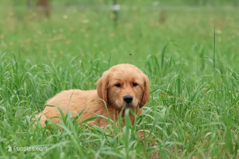 Buddy  – Golden Retriever puppy for sale in Grand Rapids, MI
