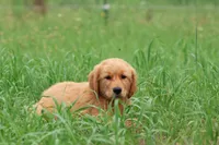 Buddy , a male Golden Retriever for sale in Grand Rapids, MI – 1 of 4