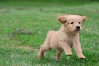 Molly AKC , a female Golden Retriever for sale in Grand Rapids, MI – 3 of 4