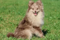 Buddy AKC , a  Pomeranian for sale in Grand Rapids, MI – 4 of 5