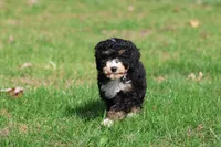 Candy , a female Miniature Bernedoodle for sale in Grand Rapids, MI – 4 of 5