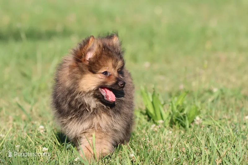 Teddy  – Pomeranian puppy for sale in Grand Rapids, MI