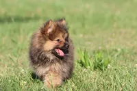 Teddy , a male Pomeranian for sale in Grand Rapids, MI – 1 of 7