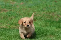 Cheerios AKC , a female Golden Retriever for sale in Grand Rapids, MI – 3 of 5