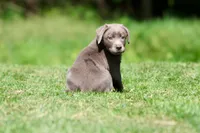 Silver AKC , a female Labrador Retriever for sale in Grand Rapids, MI – 4 of 6