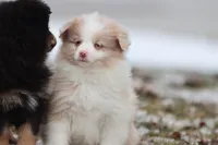 Coffee Cake, a female Pomeranian and Toy Australian Shepherd for sale in Grand Rapids, MI – Photo 4 of 5