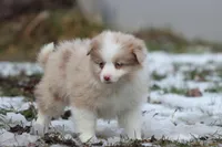 Coffee Cake, a female Pomeranian and Toy Australian Shepherd for sale in Grand Rapids, MI – Photo 2 of 5