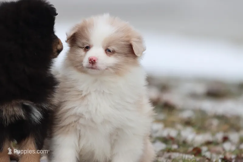 Coffee Cake – Pomeranian, Toy Australian Shepherd puppy for sale in Grand Rapids, MI