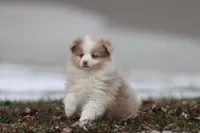 Coffee Cake, a female Pomeranian and Toy Australian Shepherd for sale in Grand Rapids, MI – Photo 3 of 5