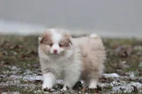 Coffee Cake, a female Pomeranian and Toy Australian Shepherd for sale in Grand Rapids, MI – Photo 5 of 5