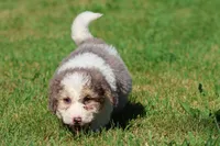 Monster Cookies, a male Miniature Bernedoodle for sale in Grand Rapids, MI – 5 of 5