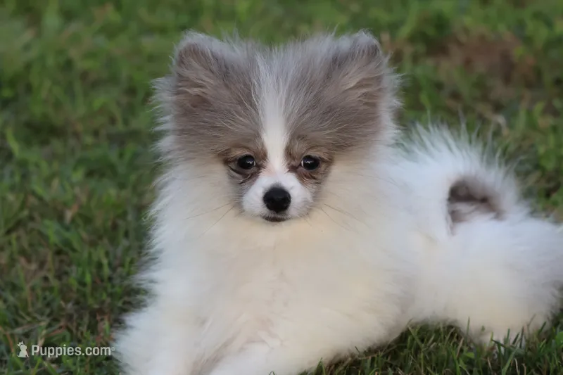 Twirls AKC – Pomeranian puppy for sale in Grand Rapids, MI