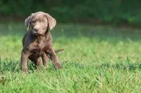 Duchess AKC , a male Labrador Retriever for sale in Grand Rapids, MI – 5 of 6