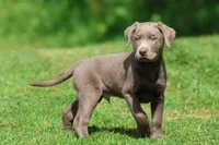 Tank , a male Labrador Retriever for sale in Grand Rapids, MI – 2 of 6