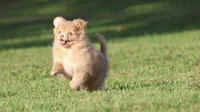 Carmel , a female Pomeranian for sale in Grand Rapids, MI – 2 of 5