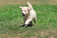 True Love, a female Golden Retriever and English Cream Golden Retriever for sale in Grand Rapids, MI – 4 of 7