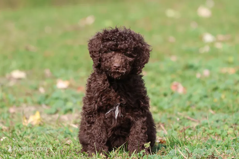 Truffles – Miniature Bernedoodle puppy for sale in Grand Rapids, MI