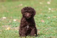 Truffles, a female Miniature Bernedoodle for sale in Grand Rapids, MI – 1 of 7