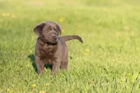 Ocean AKC , a female Labrador Retriever for sale in Grand Rapids, MI – Photo 4 of 4