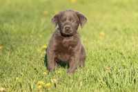 Ocean AKC , a female Labrador Retriever for sale in Grand Rapids, MI – Photo 2 of 4