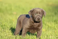 Ocean AKC , a female Labrador Retriever for sale in Grand Rapids, MI – Photo 3 of 4