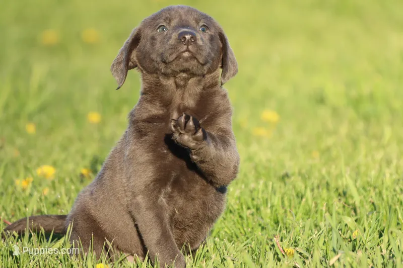 Ocean AKC  – Labrador Retriever puppy for sale in Grand Rapids, MI