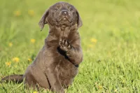 Ocean AKC , a female Labrador Retriever for sale in Grand Rapids, MI – Photo 1 of 4