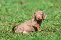 Heidi, a female Miniature Dachshund for sale in Grand Rapids, MI – 4 of 5
