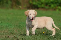 Sunny AKC , a male Labrador Retriever for sale in Grand Rapids, MI – 2 of 7
