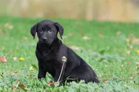 Baker AKC, a male Labrador Retriever for sale in Grand Rapids, MI – 3 of 5