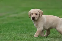 Lilly AKC , a female Labrador Retriever for sale in Grand Rapids, MI – 6 of 8