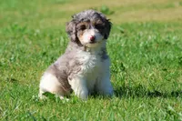 Blueberry Muffins , a male Miniature Bernedoodle for sale in Grand Rapids, MI – 4 of 5