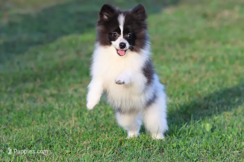 Feather AKC  – Pomeranian puppy for sale in Grand Rapids, MI