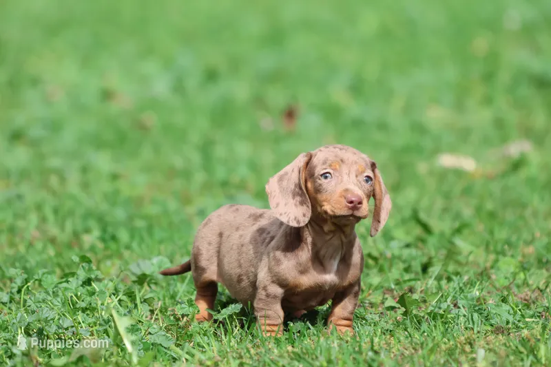 Heidi – Miniature Dachshund puppy for sale in Grand Rapids, MI