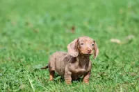 Heidi, a female Miniature Dachshund for sale in Grand Rapids, MI – 1 of 5