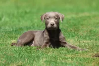 Tanker AKC , a male Labrador Retriever for sale in Grand Rapids, MI – 4 of 5