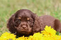 Willy Wonka, a male Cocker Spaniel and Cavalier King Charles Spaniel for sale in Grand Rapids, MI – 3 of 4