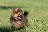 Teddy , a male Pomeranian for sale in Grand Rapids, MI – 7 of 7