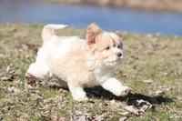 Sugar & Cream, a male Cavapoo for sale in Grand Rapids, MI – Photo 3 of 6
