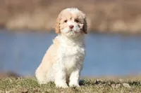 Sugar & Cream, a male Cavapoo for sale in Grand Rapids, MI – Photo 6 of 6