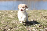 Sugar & Cream, a male Cavapoo for sale in Grand Rapids, MI – Photo 1 of 6
