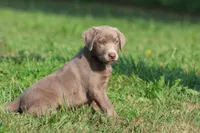 Dallas, a female Labrador Retriever for sale in Grand Rapids, MI – 2 of 3