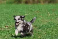 Fetch, a male Pomeranian and Toy Australian Shepherd for sale in Grand Rapids, MI – 3 of 7