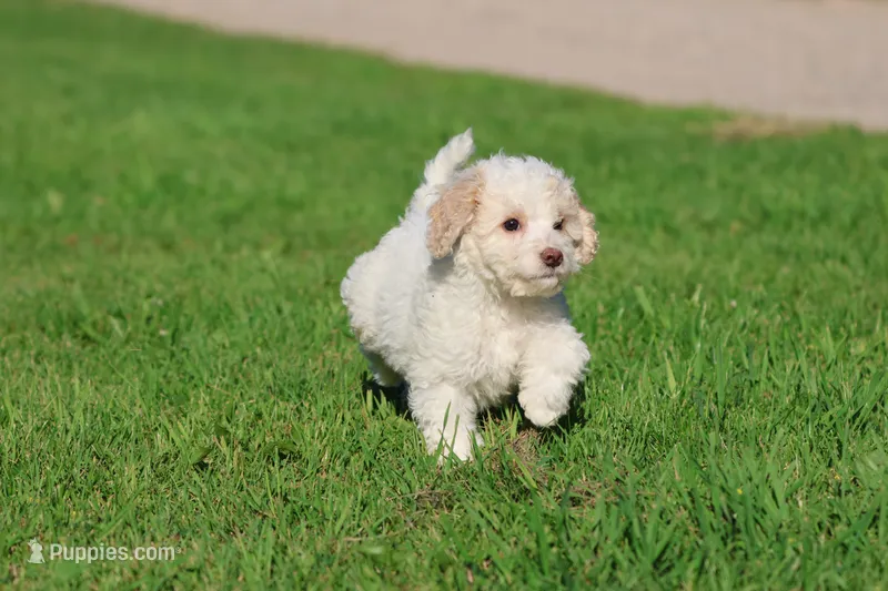 Caspian – Cavapoo, Cockapoo puppy for sale in Grand Rapids, MI