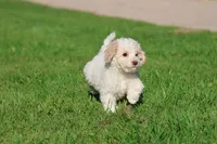 Caspian, a male Cavapoo and Cockapoo for sale in Grand Rapids, MI – 1 of 6